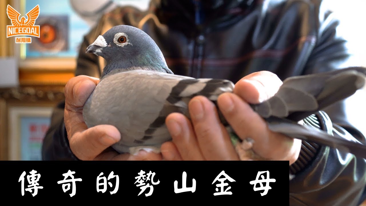 【銘鴿精華純賞】傳奇的勢山金母｜耐翔購