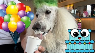 Fluffy’s Birthday Celebration Video