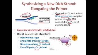 Lecture 13 DNA Replication