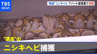横浜のアパートから“逃走”のニシキヘビ 屋根裏で発見され捕獲