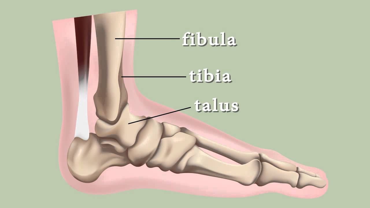 Causes of Stress Fractures Foot and Ankle Injuries YouTube