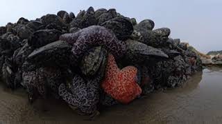24063 Pacific City Tidal Pools 8