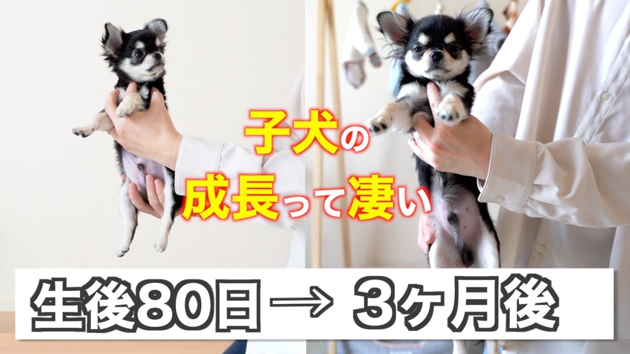 生後80日】極小チワワの子犬が2倍に成長！？🐶お迎えして3ヶ月の記録