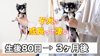 【生後80日】極小チワワの子犬が2倍に成長お迎えしてヶ月の記録