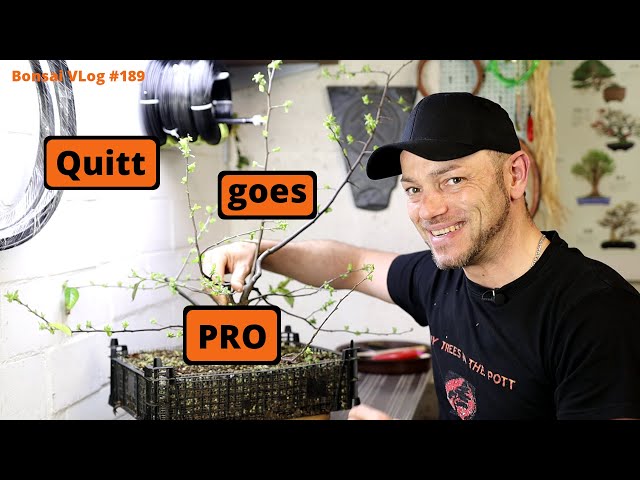 Einmal auf Holzquitte klopfen Pseudocydonia sinensis - Chinesische Quitte  [Abmoosen]| #189BonsaiVLog - YouTube