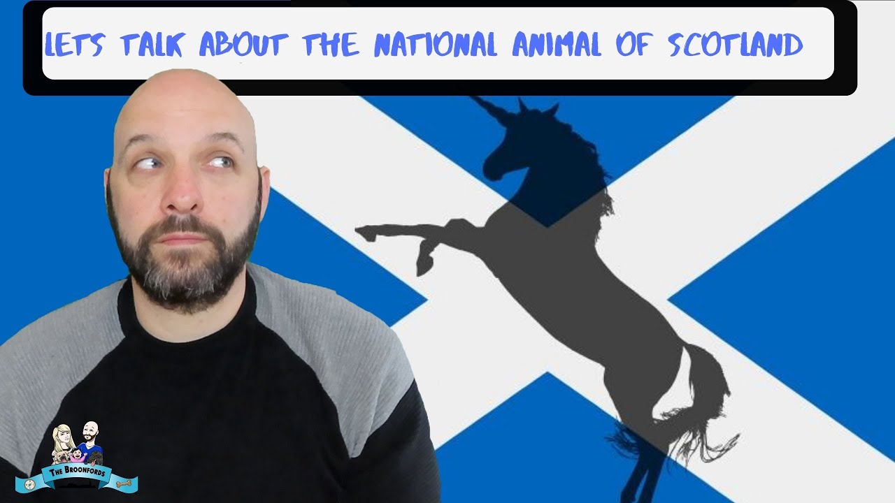 Lets talk about the scottish national animal - YouTube