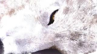 Wolfs Rain Ost  Shiro unreleased Version