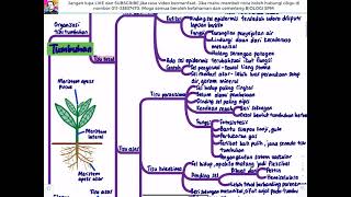 BIOLOGI KSSM T5- Bab 1 Organisasi Tisu Tumbuhan dan Pertumbuhan (Bh1- Pengenalan)