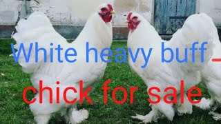 #White heavy buff chick#aseel chicks#Java aseel murga#Japanese aseel#Pakistani aseel #for u video