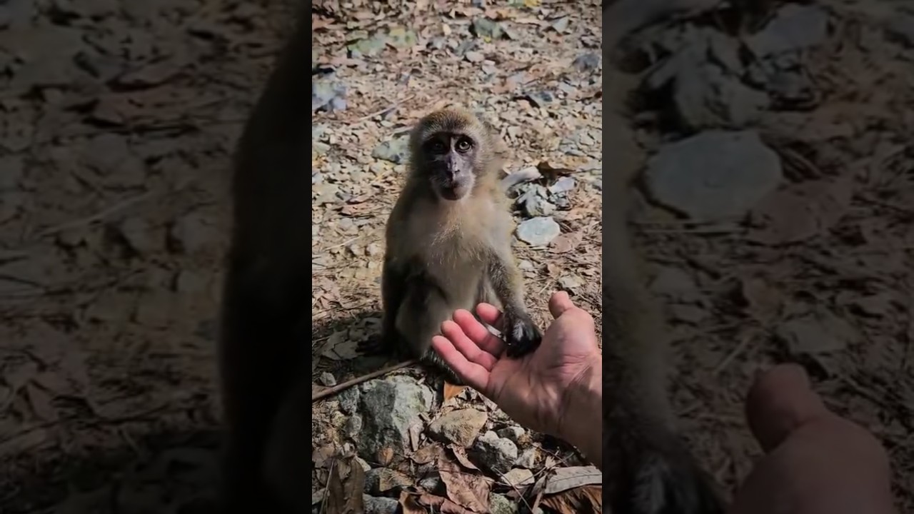 Being groomed by wild monkeys in Malaysia (long tailed macaques)