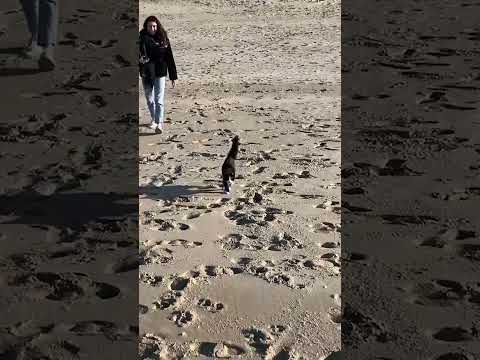 Amazing Cat LOVES Playing on the Beach!