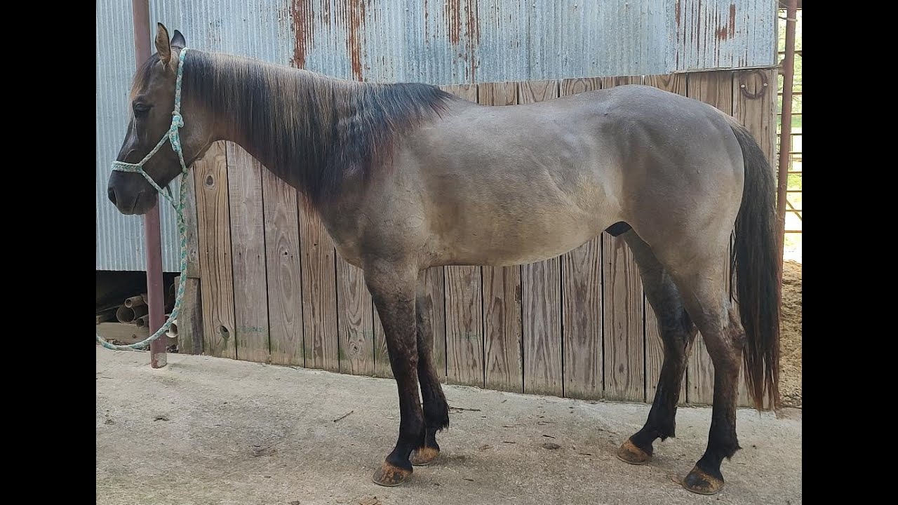 DJ Hayes Gold Duster