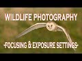 WILDLIFE PHOTOGRAPHY CAMERA SETTINGS: Focusing and Exposure