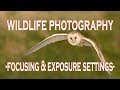 WILDLIFE PHOTOGRAPHY CAMERA SETTINGS:  Focusing and Exposure