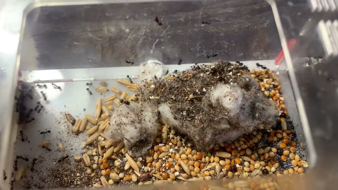 Мессор капитатус (Messor capitatus)  Желтобрюхий муравей-жнец. Муравьи дома. Муравьиная ферма.