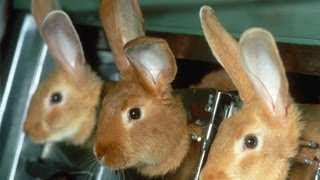 Let's Talk: Cosmetic & Other Testing On Animals