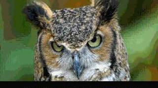 All Your Base Are Belong To O Rly?