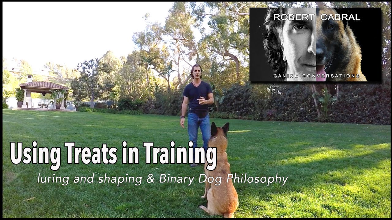 Dog Training Using Food Rewards - Robert Cabral Dog Training #8