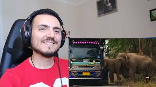 ช้าง Elephant Cleverly Steals Sugar Cane off a Truck in Thailand | Secrets of the Elephants Reaction
