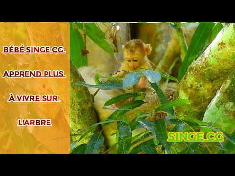 Le Singe Cg Video Bébé Singe CG Apprend Plus à Vivre Sur L Arbre 