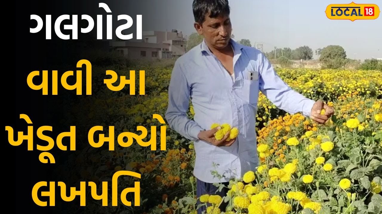 Marigold farming: 1 છોડ પર આવે છે 4 કિલો ફૂલ, દોઢ વીઘામાં ગલગોટા વાવી આ ખેડૂત બન્યો લખપતિ | Local18
