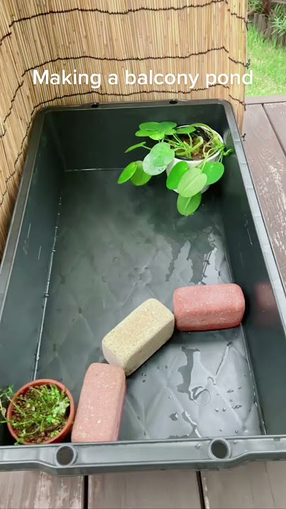 Small Balcony Pond Ideas - How to Build a Small Pond with Rice Fish and Aquatic Plants