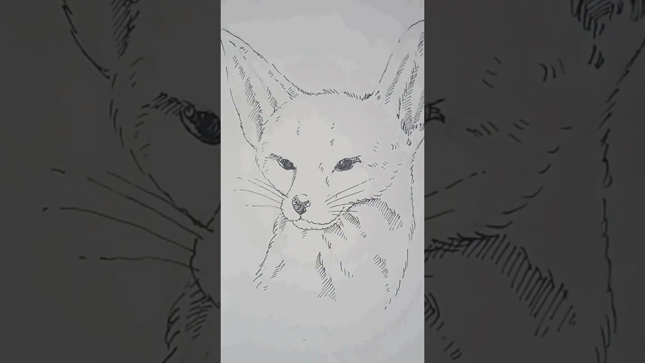 fennec fox | illustration & drawing
