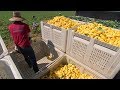 Beautiful Vegetable Harvesting - Yellow squash Harvest - Amazing Modern Agriculture Technology #1
