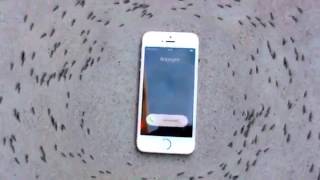 Iphone 6s Ringtone Makes Ants Dance In A Circle To Drake