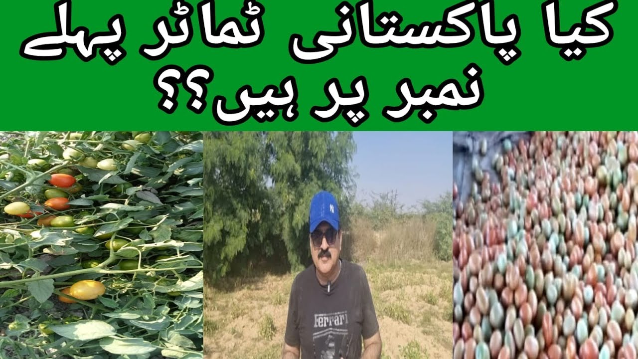 kiya pakistani tomotos zaeqe me no 1 hain..??