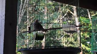 Download Lagu kicauan suara burung barau barau MP3