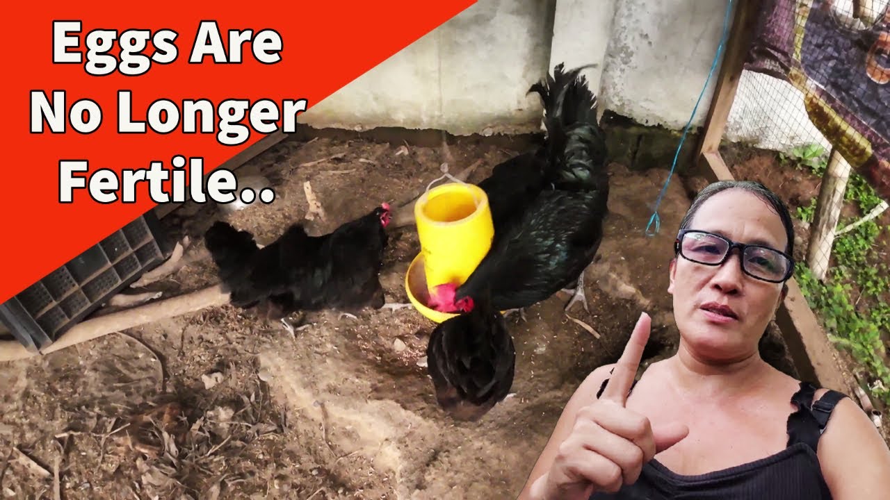 What Happens When Chickens Get Old ?? YouTube