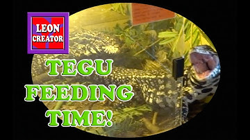 BLACK & WHITE TEGUS - Feeding Time!!! - with Leon Hills - LEON CREATOR