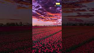 Colorful music notes vector icon, musical swirl pattern #fluteringtone #colorful #flowers