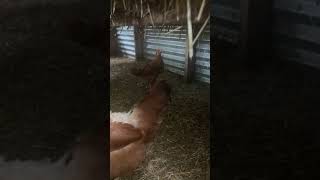 Egg collection on farm  6/17 p2🥚#shorts #chicken #shortvideo #short #shortsfeed #farm #hen #egg