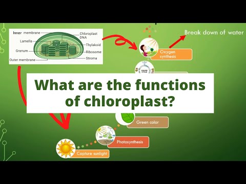 Video: Care sunt funcțiile cloroplastului?