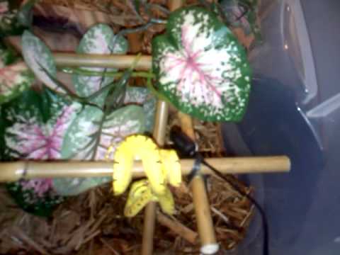 Neonate Green Tree Python feeding