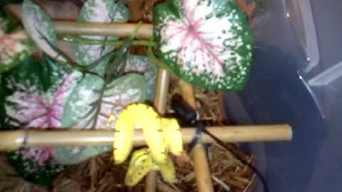 Neonate Green Tree Python feeding