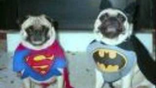 very funny pictures 4