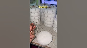 lưỡi câu cá ( lại 20 bộ lục 10 lưỡi cá dìa cá nâu về câu biển )