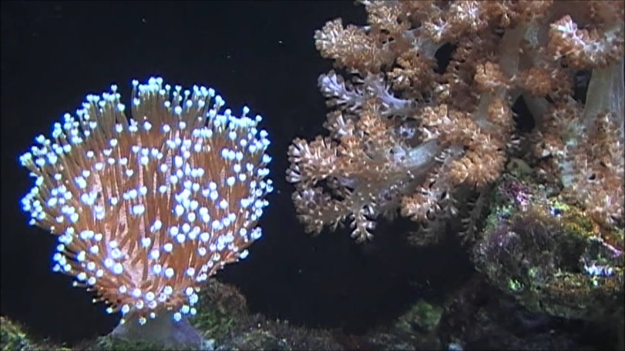 A silent Killer | Official Video in [HD]