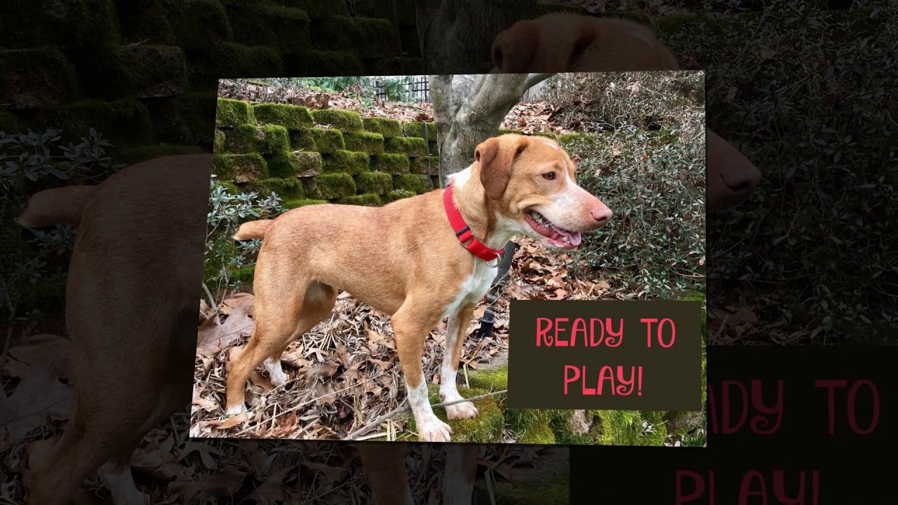 ADOPTED! Amber's slide show