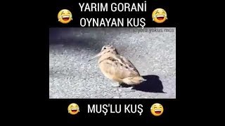 Horon Tepen Kuş Gülmekten Öldüm
