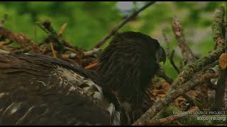Decorah Eagles 5-19-26 Beautiful eaglet closeups, nictitating membrane, gorgeous eyes