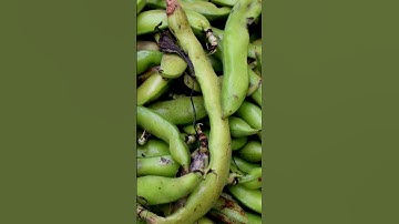 Get MAXIMUM Yield with These Bean Harvesting Secrets!