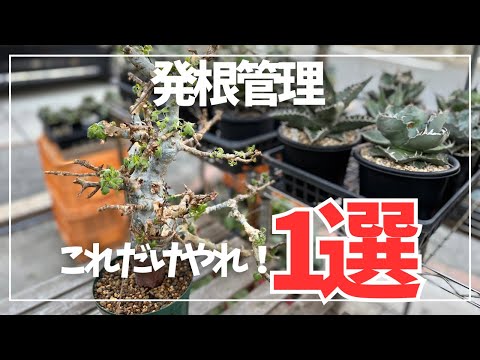 発根管理】コミフォラはこれだけやっとけば根は出ます！ - YouTube