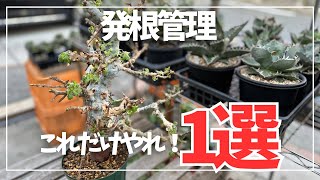 発根済のみ販売（未発根終了）パキプスセンナコミフォラ挿し木セット発根管理中 mqdefault.jpg