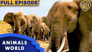 How Elephants Stay Cool: The Secrets of Elephant Skin | S2E2 | Full Episode | Animals World