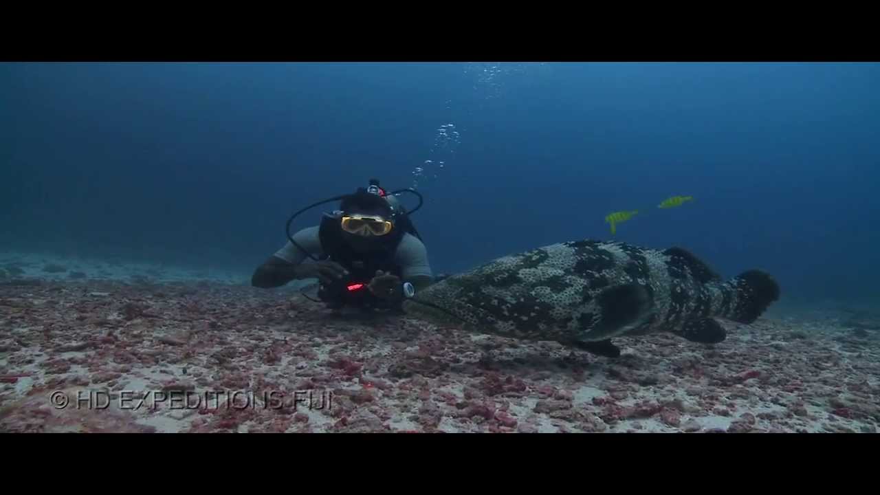 Fiji diving highlights HD (3 min) YouTube