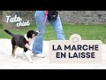 Apprendre la marche en laisse  un chiot facilement